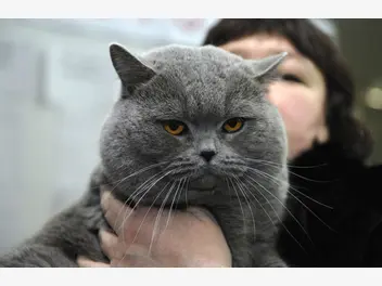 Ilustracja artykułu najlepsze hodowle kotów brytyjskich w polsce - gdzie kupić kota