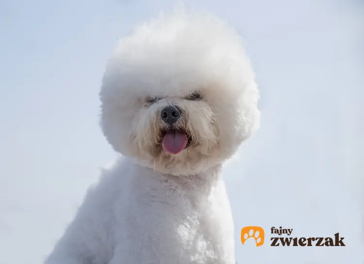 Pies rasy biszon frize na białym tle, a także najlepsza hodowla bichon frise w Polsce
