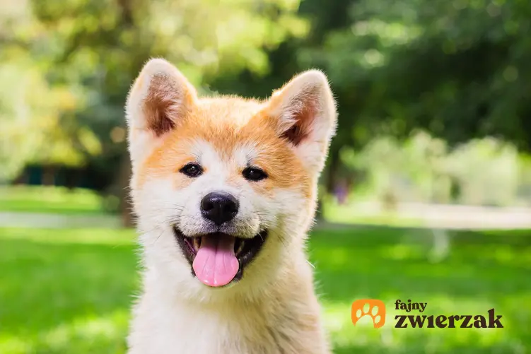 Pies rasy akita inu na tle zieleni z językiem na wierzchu, a także opis i charakter akity inu