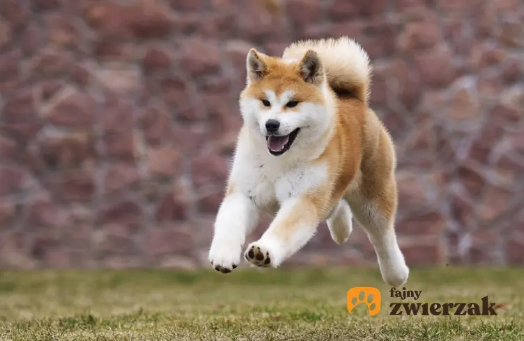 Japoński pies rasy akita inu biegający podczas spaceru, a także charakter akity inu