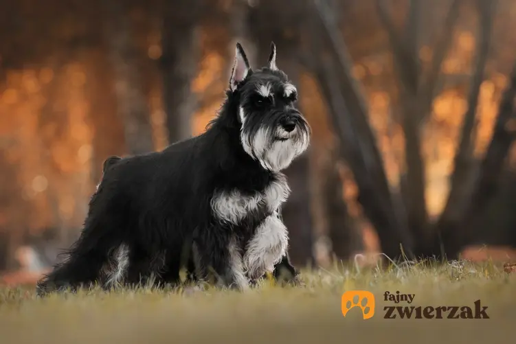 Pies rasy sznaucer miniaturowy podczas spaceru w parku, a także charakter sznaucera