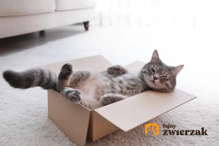Kot bawiący się w kartonowym pudełku, a także inspiracje na imiona dla kota