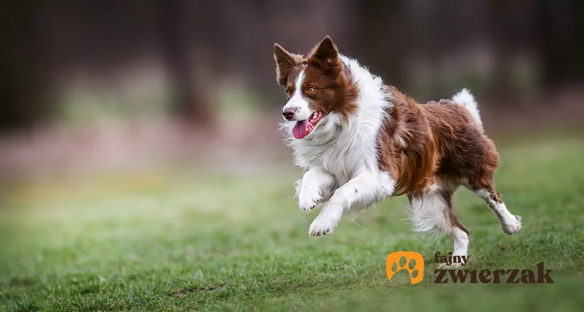 Border collie biegający na trawie