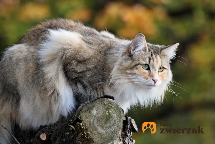 Kot norweski leśny siedzący na drzewie, a także charakter norweskiego kota leśnego