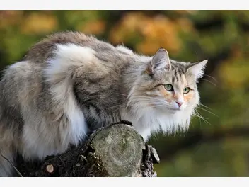 Ilustracja artykułu charakter norweskiego kota leśnego – co wyróżnia norwega?