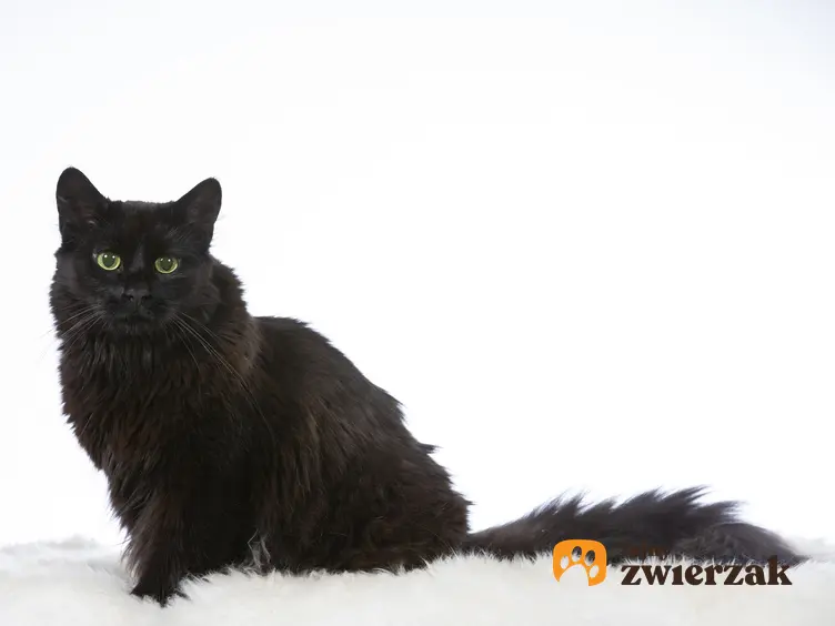 Czarny leśny kot norweski na białym tle oraz jego wychowanie i charakter