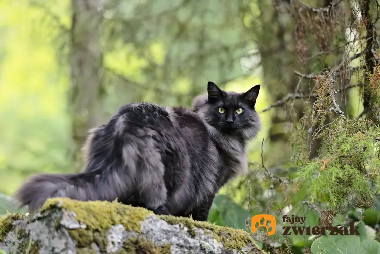 Czarny leśny kot norweski w lesie na tle zieleni oraz jego usposobienie i opis