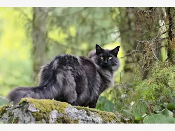 Ilustracja artykułu czarny leśny kot norweski – opis, pielęgnacja, opinie