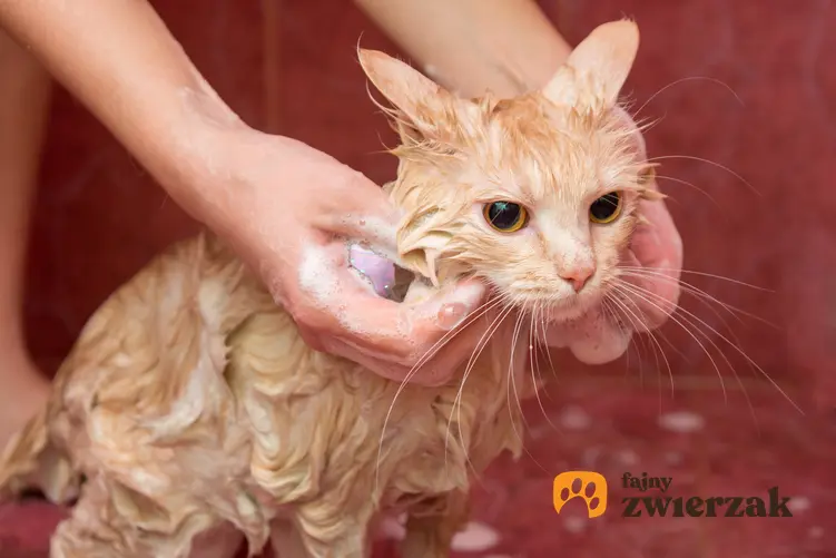 Kot podczas kąpieli i mycia szamponem, a także polecany szampon dla kota