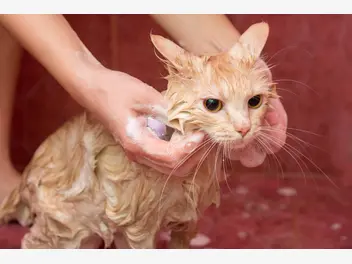 Ilustracja artykułu jak wybrać szampon dla kota – ranking szamponów pielęgnacyjnych