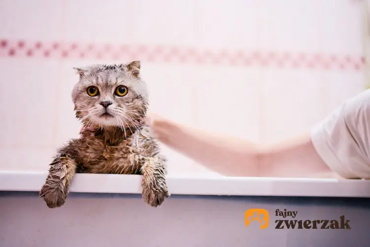 Kot wyglądający z wanny podczas kąpieli oraz polecany szampon dla kota