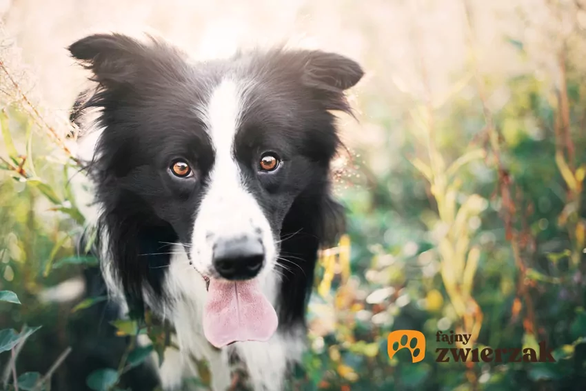 Border collie na tle kwiatów