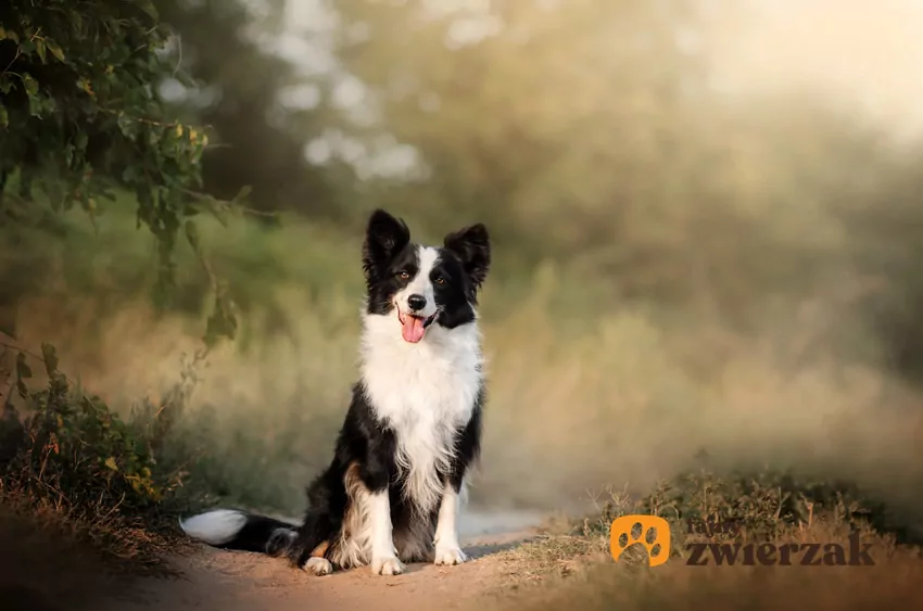 Border collie na spacerze w lesie