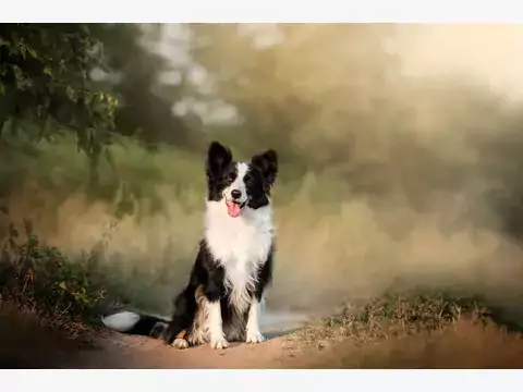 Border Collie: opinie przed zakupem