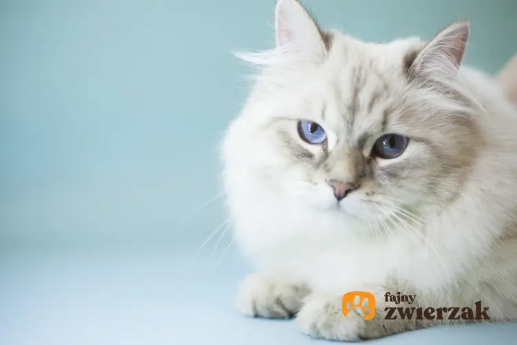 Kot syberyjski na niebieskim tle, czyli charakter kotów syberyjskich
