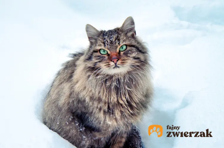 Kot syberyjski na tle śniegu oraz opis kota syberyjskiego i charakter