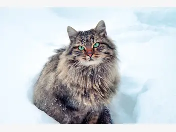 Ilustracja artykułu kot syberyjski – opis, charakter, opinie, wychowanie