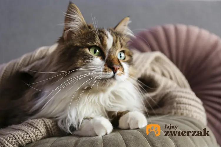 Kot syberyjski siedzący na łóżku, a także hodowla i cena kota syberyjskiego z rodowodem lub bez