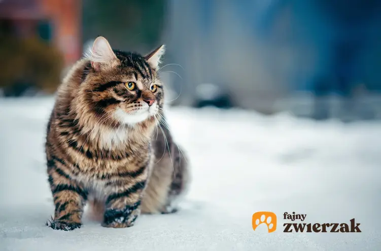 Mały kot syberyjski o puszystej sierści, a także szacowana cena kota syberyjskiego z rodowodem