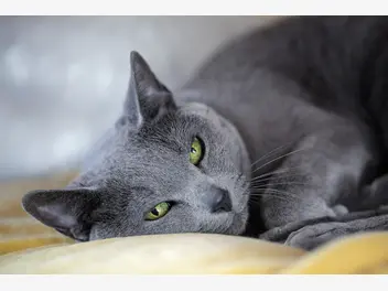 Ilustracja artykułu kot rosyjski niebieski – opis, charakter, opinie właścicieli