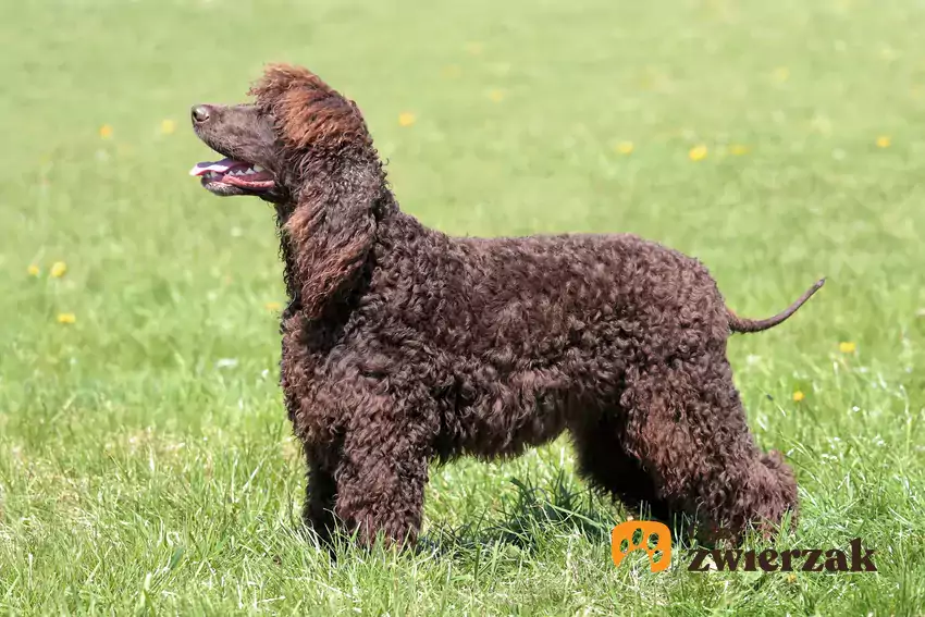 Irlandzki spaniel dowodny na spacerze