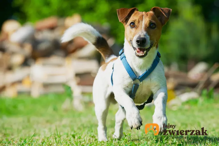 Pies biegający po trawie podczas spaceru, a także polecane szelki dla psa i ich cena