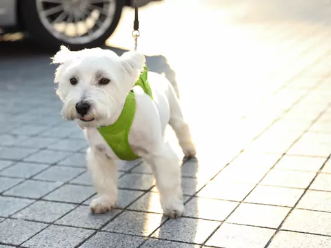 Szelki bezuciskowe dla psa - przewodnik