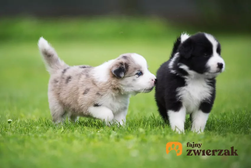 Szczeniaki border collie na spacerze