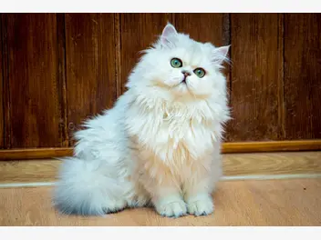 Ilustracja artykułu kot brytyjski długowłosy - wygląd, charakter, opinie, zdrowie