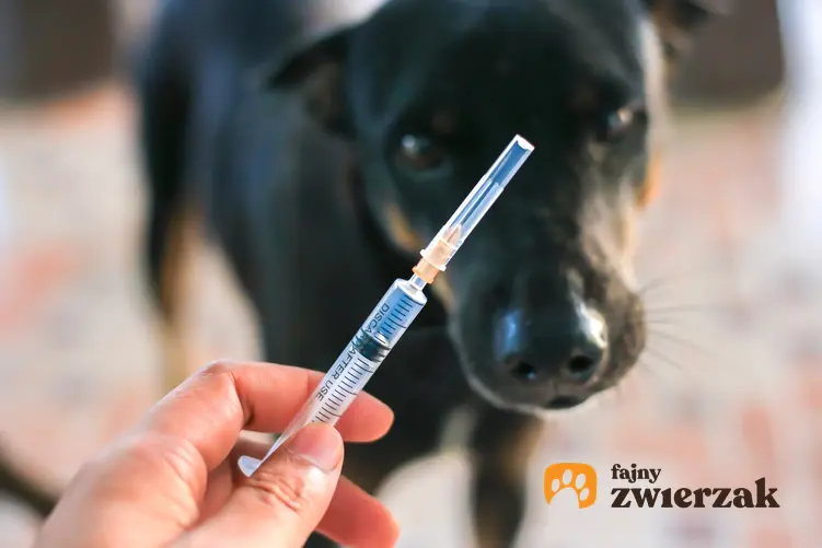Pies u weterynarza oraz strzykawka, czyli kalendarz szczepień psa krok po kroku
