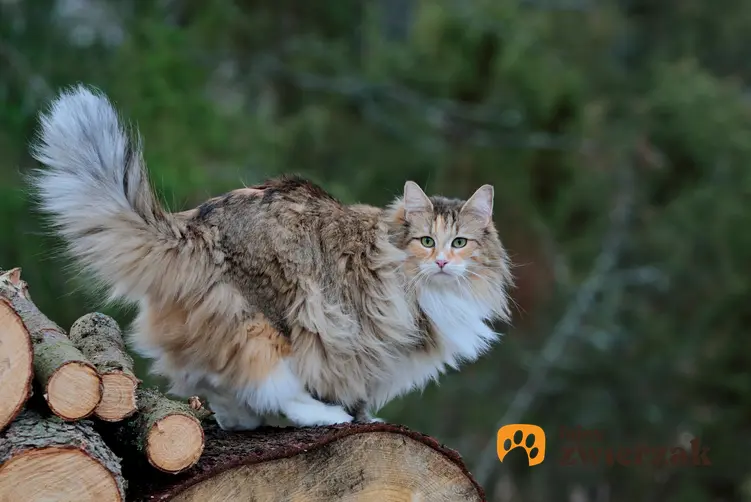 Leśny kot norweski w lesie na pieńkach drzew, a także jego cena i charakterystyka