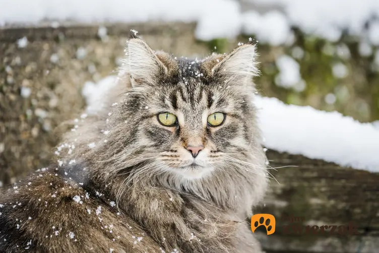 Leśny kot norweski ze śniegiem na sierści oraz jego cena i opinie