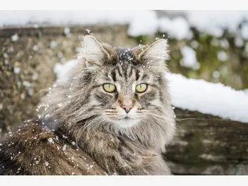 Ilustracja artykułu leśny kot norweski – opis, charakter, żywienie, pielęgnacja
