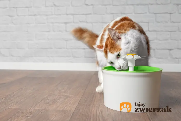Kot podczas picia z fontanny dla kota oraz polecane poidełko dla kotów