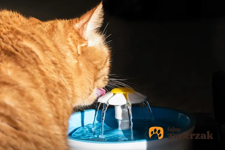 Rudy kot pijący z fontanny dla kota, a także ceramiczna fontanna dla kota i inne
