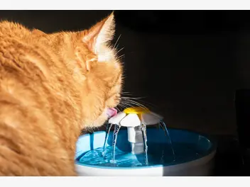 Ilustracja artykułu jak działa fontanna dla kota – oto poidło, które pokocha twój kot