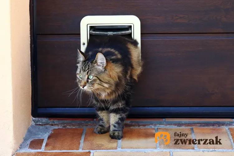 Kot przechodzący przez drzwiczki dla kota, czyli wejście na kota