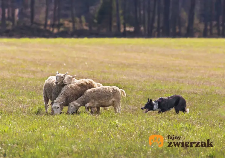 Pies rasy border collie podczas zaganiania owiec i inne rasy psów pasterskich