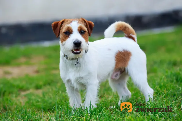 Pies rasy Jack Russel terier na trawniku, a także inne miniaturowe rasy psów