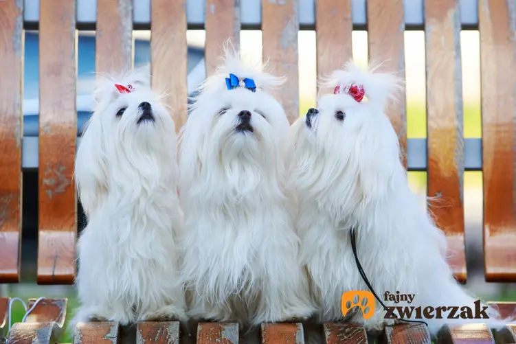 Psy rasy maltańczyk z kolorowymi kokardkami, a także inne miniaturowe rasy psów