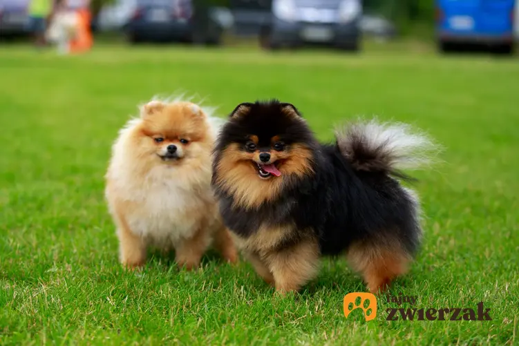 Psy rasy pomeranian stojące na trawniku, a także inne miniaturowe rasy psów
