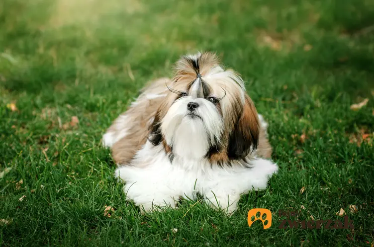 Pies rasy shih-tzu na tle trawnika, a także inne miniaturowe rasy psów