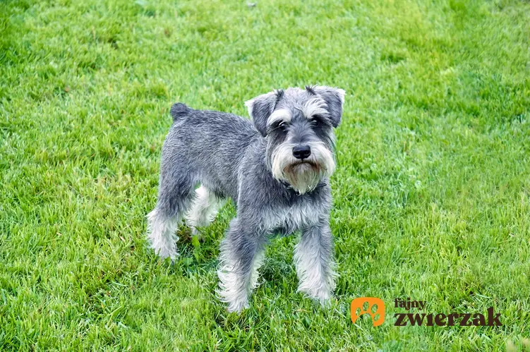 Pies rasy sznaucer miniaturowy na trawie, a także inne miniaturowe rasy psów