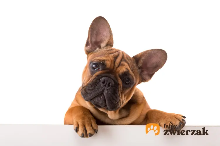 Pies rasy buldog francuski oparty łapkami o stół, a także jego charakter