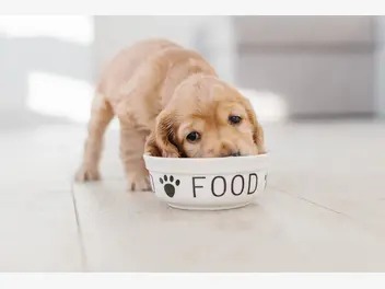 Ilustracja artykułu jak często karmić psa? sprawdzamy podstawowe zasady karmienia