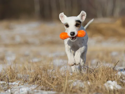 Nauka psa: 5 sprawdzonych porad