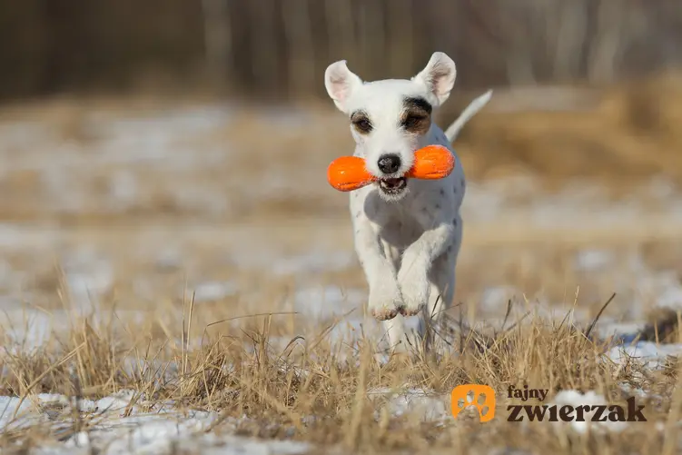 Pies niosący zabawkę w pysku, czyli sposoby, jak nauczyć psa sztuczek i aportować