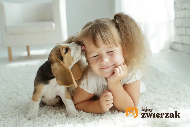 Dziewczynka bawiąca się z psem na dywanie oraz psy najbardziej przyjazne dzieciom