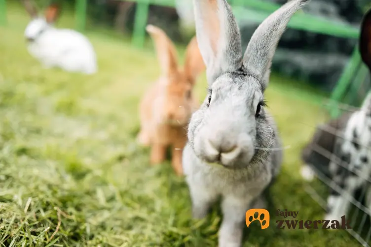 Króliki na trawie, a także inne popularne zwierzęta futerkowe w Polsce