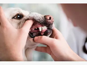 Ilustracja artykułu kamień nazębny u psa - przyczyny, objawy, konsekwencje, usuwanie